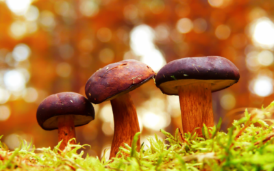 How to Grow Mushrooms Outdoors in a Mushroom Bed
