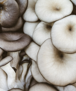 mixed oyster mushroom box