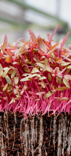 red amaranth microgreens