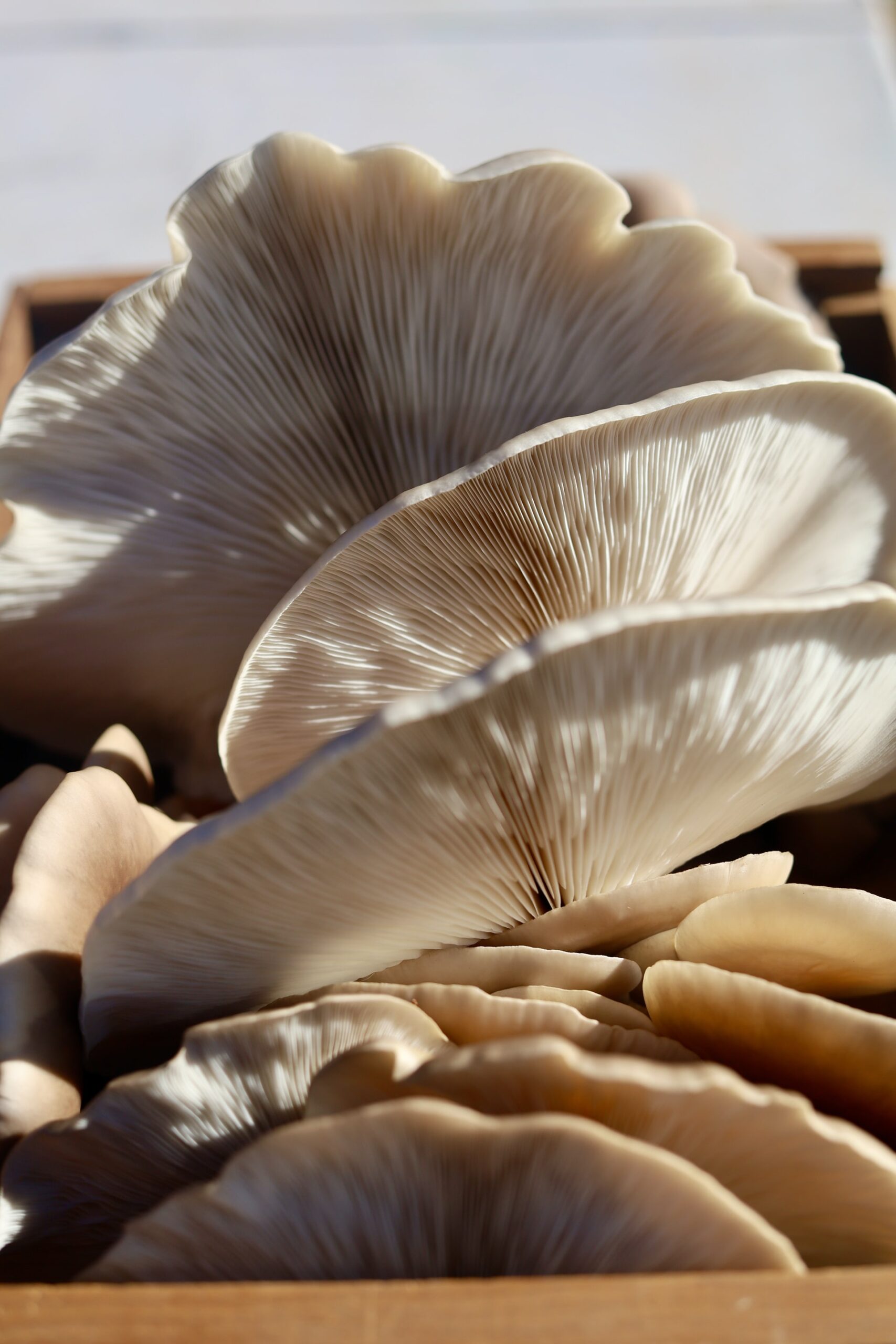 a close up photo of the underside of white oyster mushrooms in the sunshine