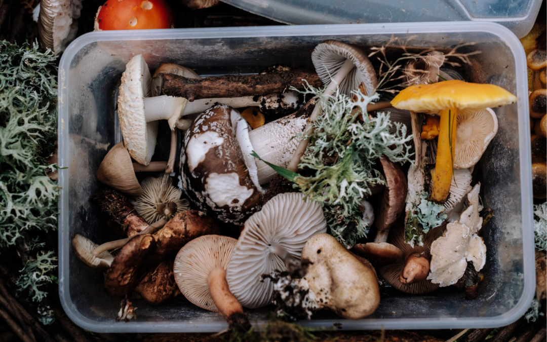 A box of edible mushrooms that can be used with 6 herbs to cook mushrooms