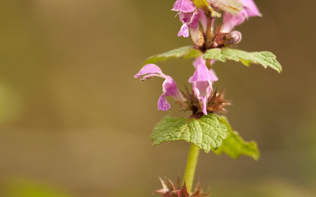 What is Purple Dead Nettle -10 Reasons You Need to Know It