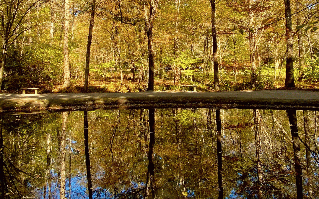 The Psychological Benefits of Forest Therapy for Urban Life