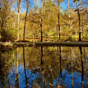 forest scene with a lake in front with the reflection of the trees in the lake.