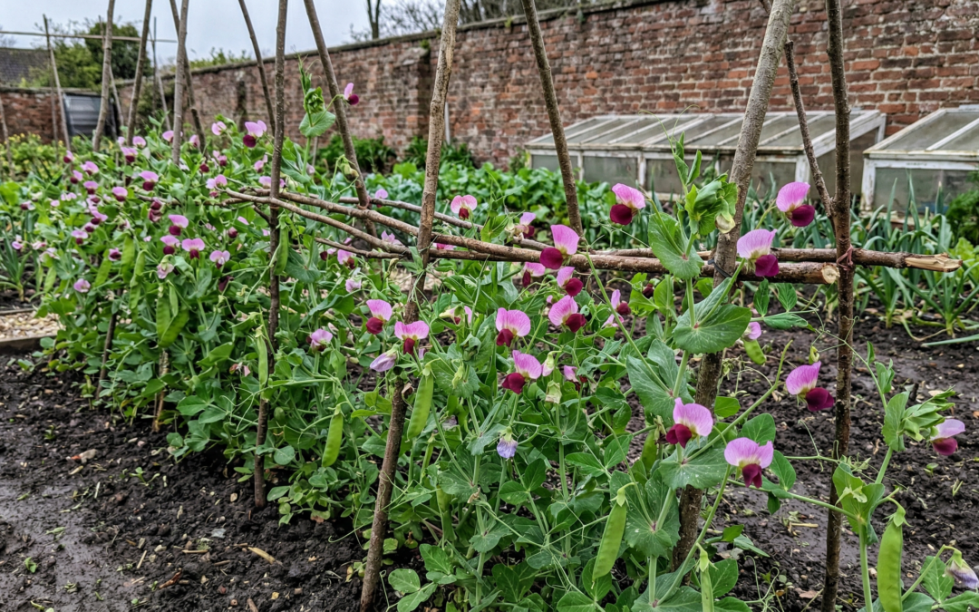 Carlin Sunday: A North East Tradition