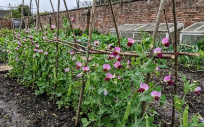 Carlin Sunday: A North East Tradition